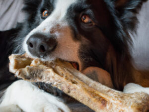 Can dogs eat pork shoulder bones?