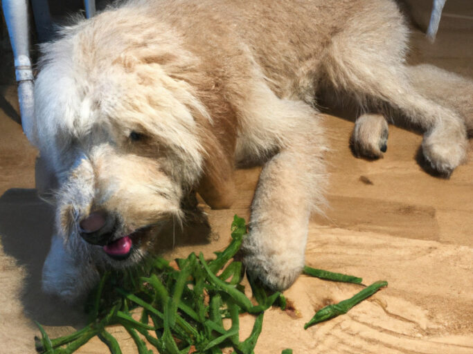 How to Add Fiber to a Dog's Diet