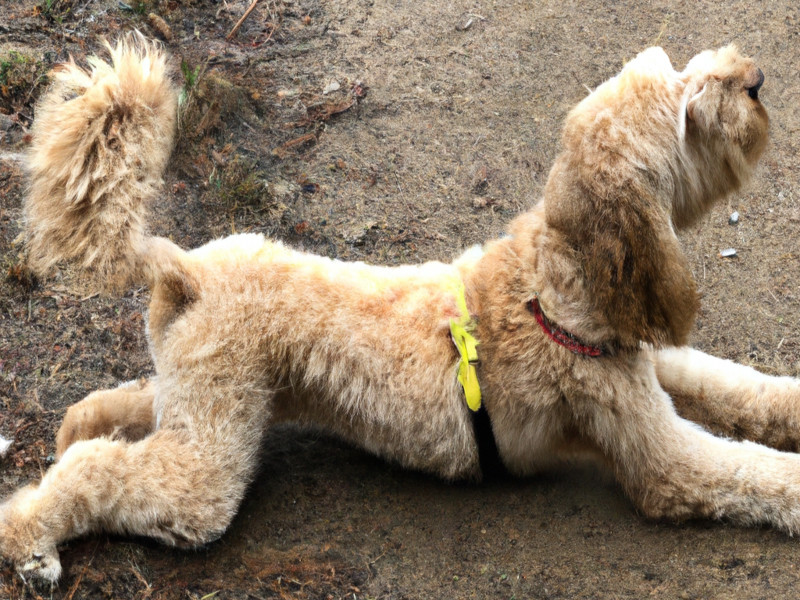 golden doodle stretching out his front and back legs on the ground