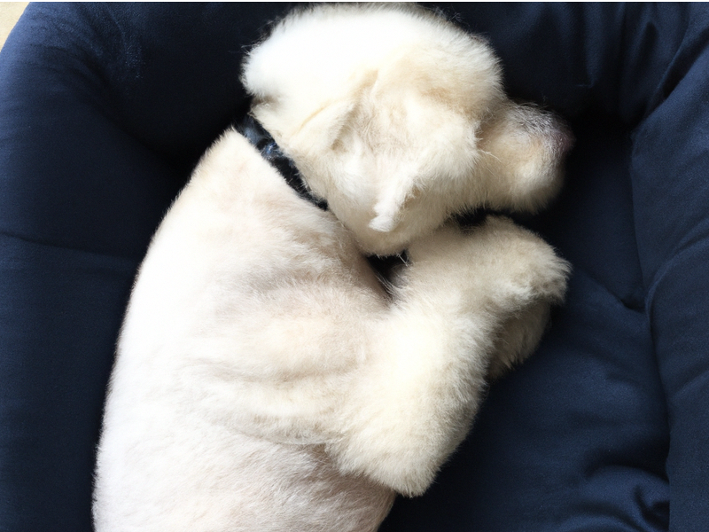 white puppy sleeping in a blue dog bed